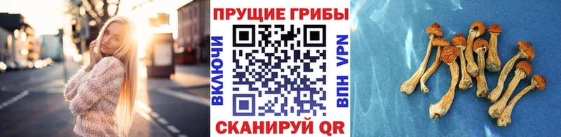 Галлюциногенные грибы GOLDEN TEACHER  где можно купить наркотик  Нарткала 